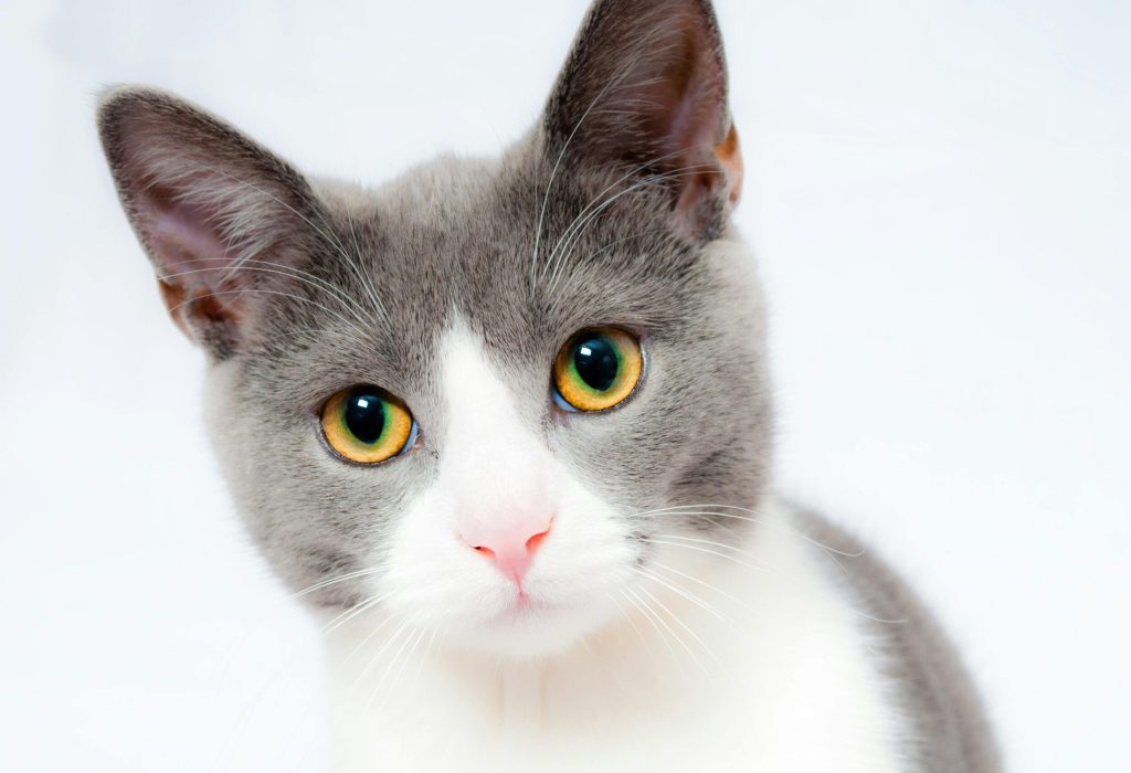 Adorable grey and white cat with striking yellow eyes against a plain backdrop.