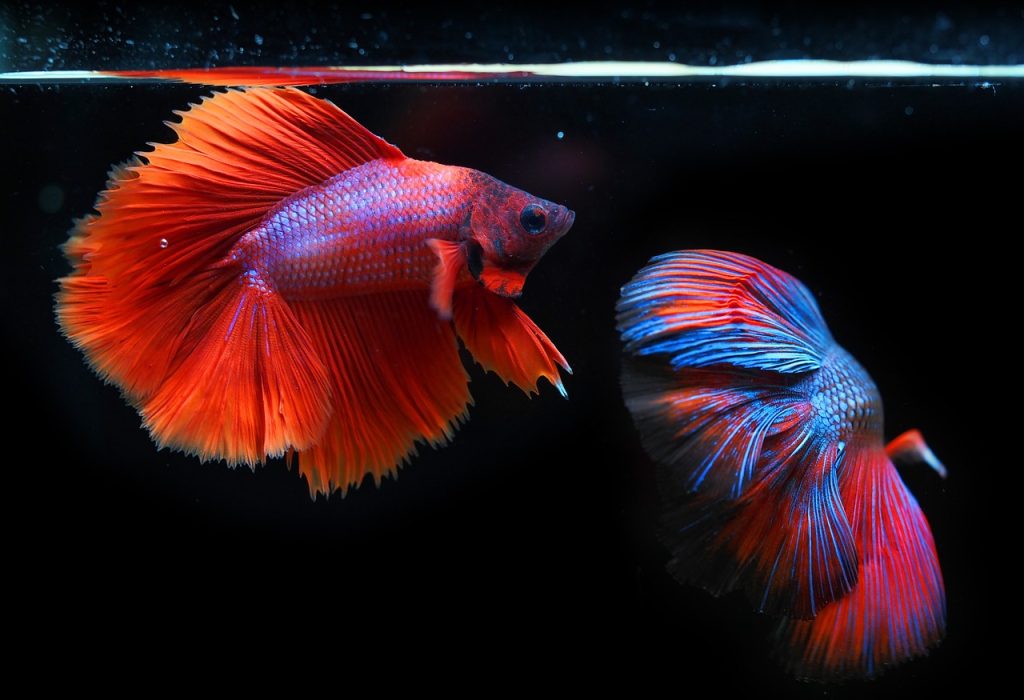 siamese fighting fish, fighting fish, fish, betta fish, betta splendens, aquatic animals, animals, wildlife, underwater, nature, water