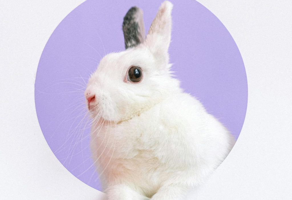 Close-up of a cute white rabbit in a circular cutout against a purple backdrop.